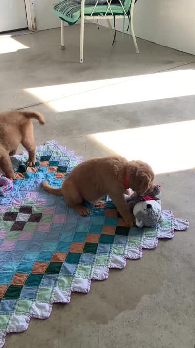 Sally, a female Golden Retriever for sale in Baltic, OH – 6 of 8