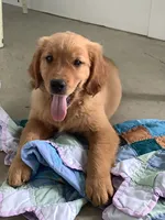 Pumpkin , a female Golden Retriever for sale in Baltic, OH – 2 of 10