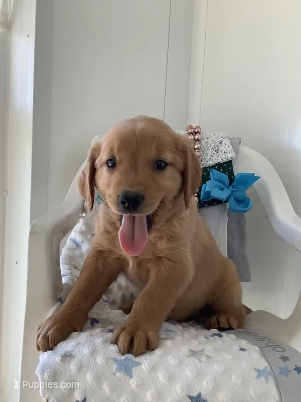Rocky – Golden Retriever puppy for sale in Baltic, OH