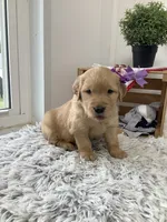 Kenzie, a female Golden Retriever for sale in Baltic, OH – 3 of 7