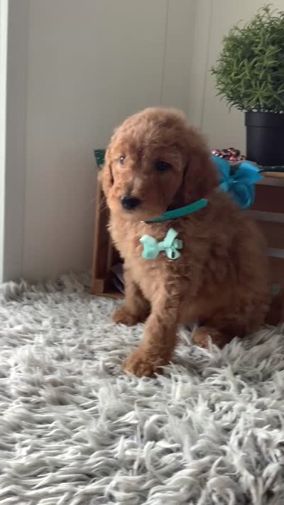 Lee F1bb golden doodle , a male Goldendoodle for sale in Baltic, OH – 7 of 9