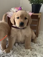Cora, a female Golden Retriever for sale in Baltic, OH – 3 of 7