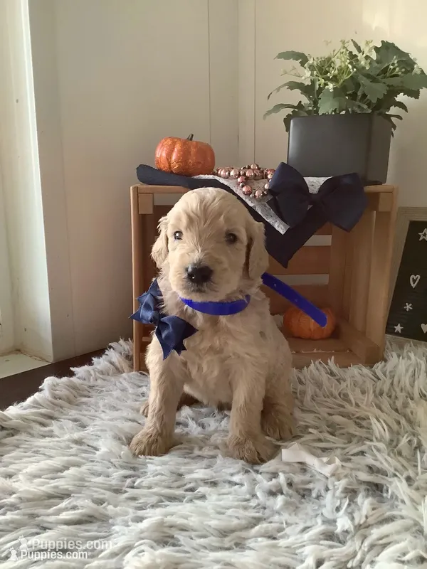 Tyler - F1b Goldendoodle  – Golden Retriever puppy for sale in Baltic, OH