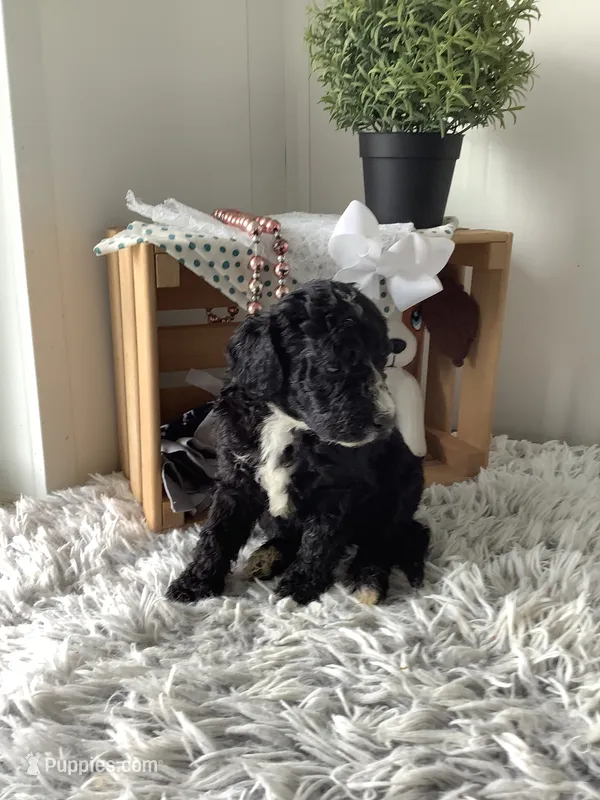 F1bb Goldendoodle - Manny  – Goldendoodle puppy for sale in Baltic, OH