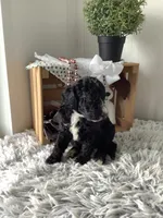 F1bb Goldendoodle - Manny , a male Goldendoodle for sale in Baltic, OH – 3 of 8