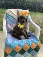 Rex- F1bb Standard , a male Goldendoodle for sale in Baltic, OH – 2 of 9