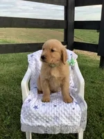 Lucy, a female Golden Retriever for sale in Baltic, OH – 7 of 9