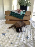 Larson, a male Boxer for sale in Baltic, OH – Photo 2 of 5