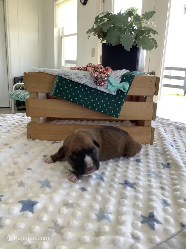 Larson – Boxer puppy for sale in Baltic, OH
