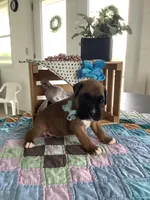 Larson, a male Boxer for sale in Baltic, OH – 3 of 5
