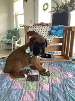 Larson, a male Boxer for sale in Baltic, OH – 2 of 5