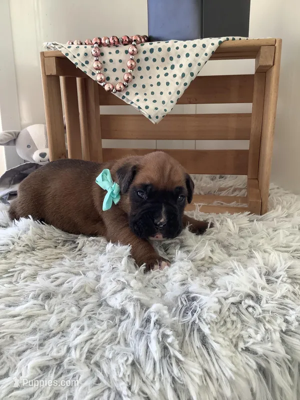 Larson – Boxer puppy for sale in Baltic, OH