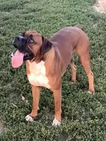 Larson, a male Boxer for sale in Baltic, OH – Photo 5 of 5