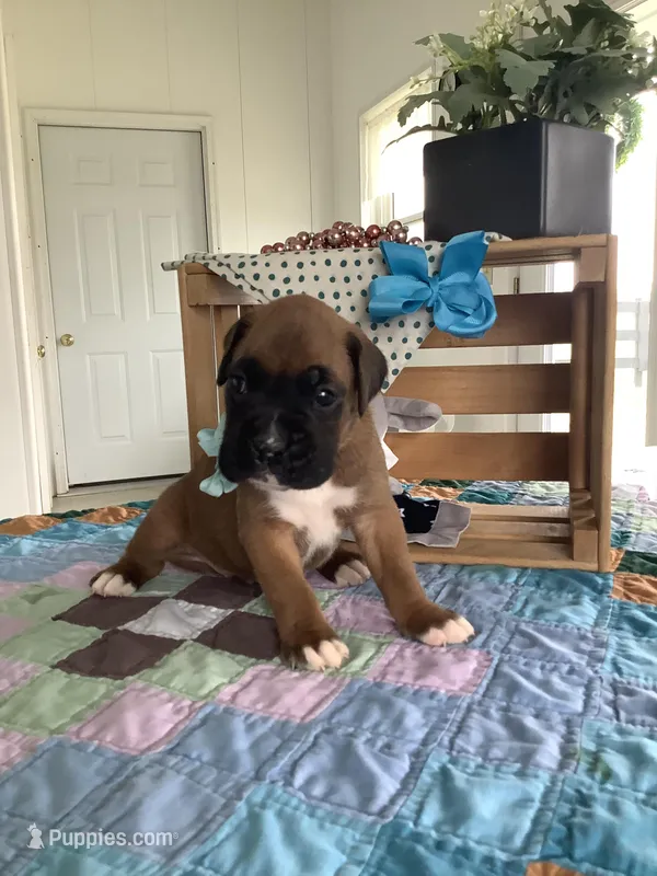 Larson – Boxer puppy for sale in Baltic, OH