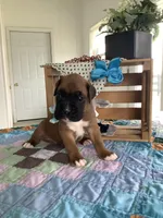 Larson, a male Boxer for sale in Baltic, OH – 1 of 5