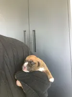 Larson, a male Boxer for sale in Baltic, OH – Photo 3 of 5