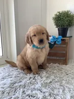 Tito, a male Golden Retriever for sale in Baltic, OH – 2 of 10