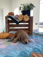 Manny F1b Goldendoodle , a male Goldendoodle for sale in Baltic, OH – 3 of 9