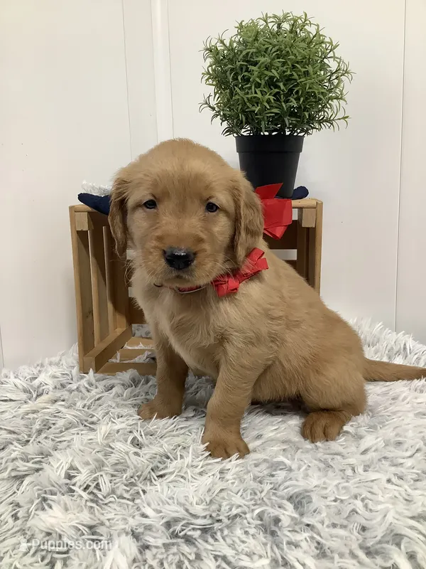 Sammy – Golden Retriever puppy for sale in Baltic, OH