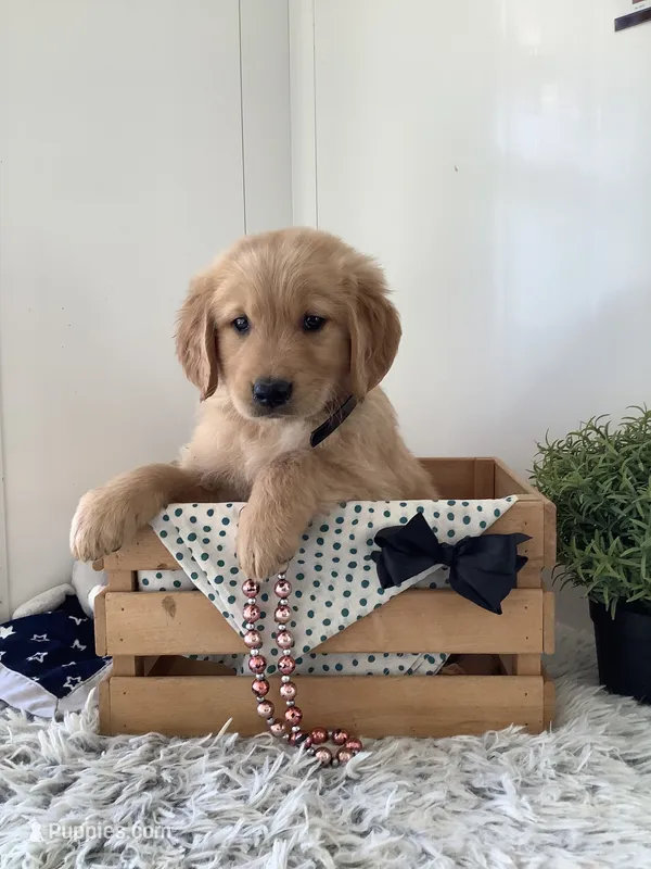 Chevy – Golden Retriever puppy for sale in Baltic, OH