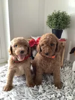 Lindsey-F1bb standard , a female Goldendoodle for sale in Baltic, OH – 2 of 9