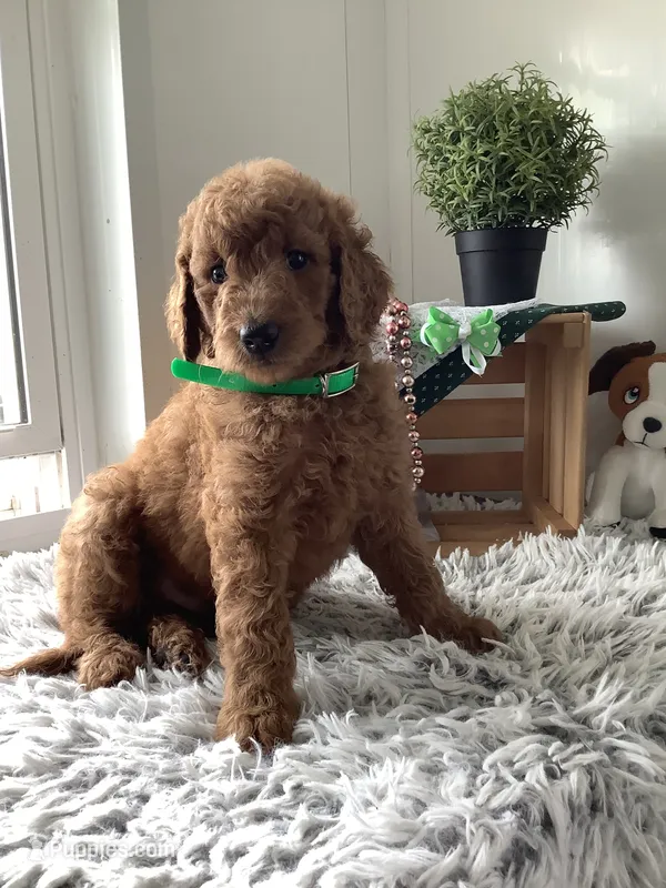 Rascal - F1b  – Goldendoodle puppy for sale in Baltic, OH