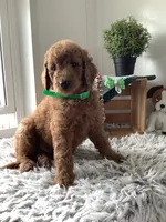 Rascal - F1b , a male Goldendoodle for sale in Baltic, OH – 4 of 10