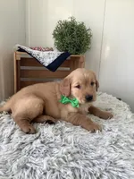 Rambles , a male Golden Retriever for sale in Baltic, OH – 2 of 6