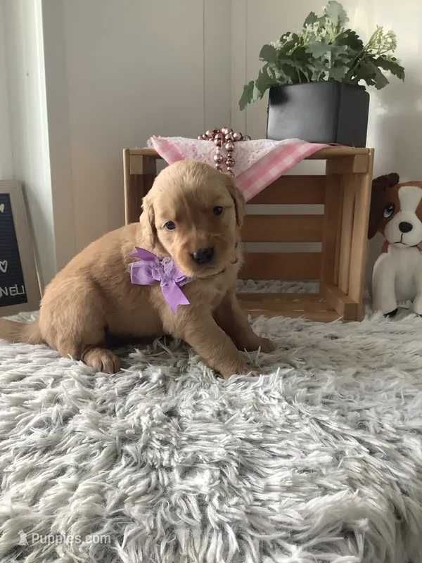 Sally – Golden Retriever puppy for sale in Baltic, OH