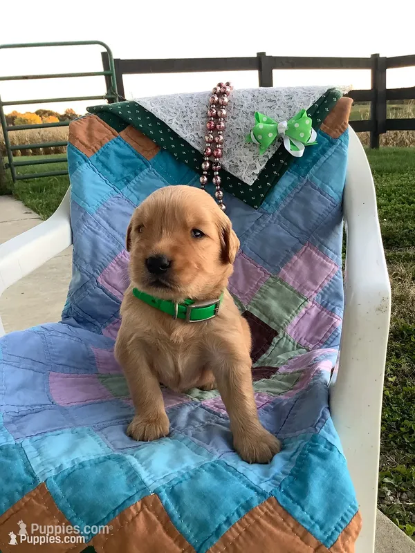 Jerry – Golden Retriever puppy for sale in Baltic, OH