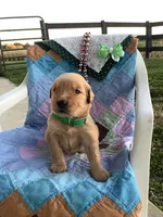 Jerry, a male Golden Retriever for sale in Baltic, OH – 3 of 9