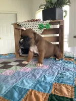 Lonnie , a male Boxer for sale in Baltic, OH – 3 of 8