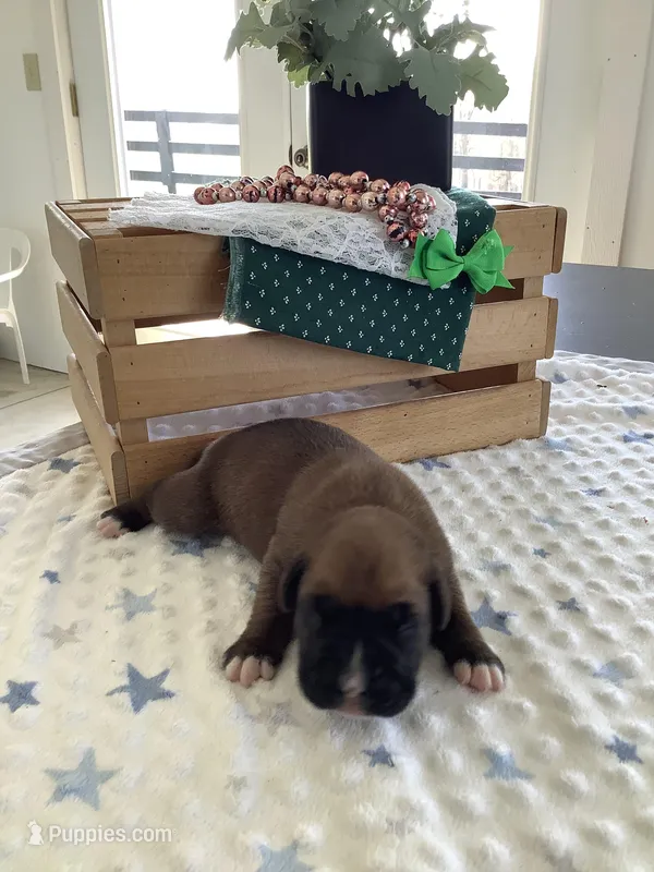 Lonnie  – Boxer puppy for sale in Baltic, OH