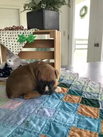 Lonnie , a male Boxer for sale in Baltic, OH – 4 of 8