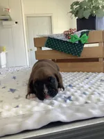 Lonnie , a male Boxer for sale in Baltic, OH – Photo 3 of 7