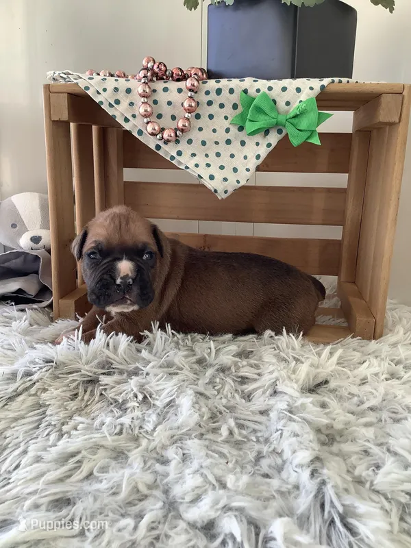 Lonnie  – Boxer puppy for sale in Baltic, OH