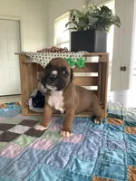 Lonnie , a male Boxer for sale in Baltic, OH – 2 of 8