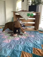 Lonnie , a male Boxer for sale in Baltic, OH – 5 of 8