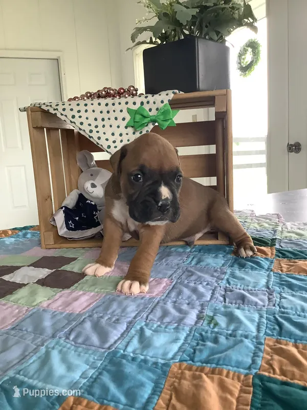 Lonnie  – Boxer puppy for sale in Baltic, OH