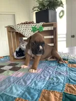 Lonnie , a male Boxer for sale in Baltic, OH – 1 of 8