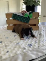 Lonnie , a male Boxer for sale in Baltic, OH – Photo 2 of 7