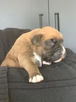 Lonnie , a male Boxer for sale in Baltic, OH – Photo 4 of 7