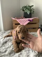 Connie F1b  standard , a female Goldendoodle for sale in Baltic, OH – Photo 2 of 6