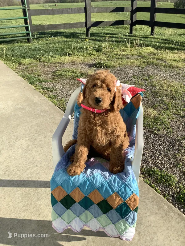 Connie F1b  standard  – Goldendoodle puppy for sale in Baltic, OH