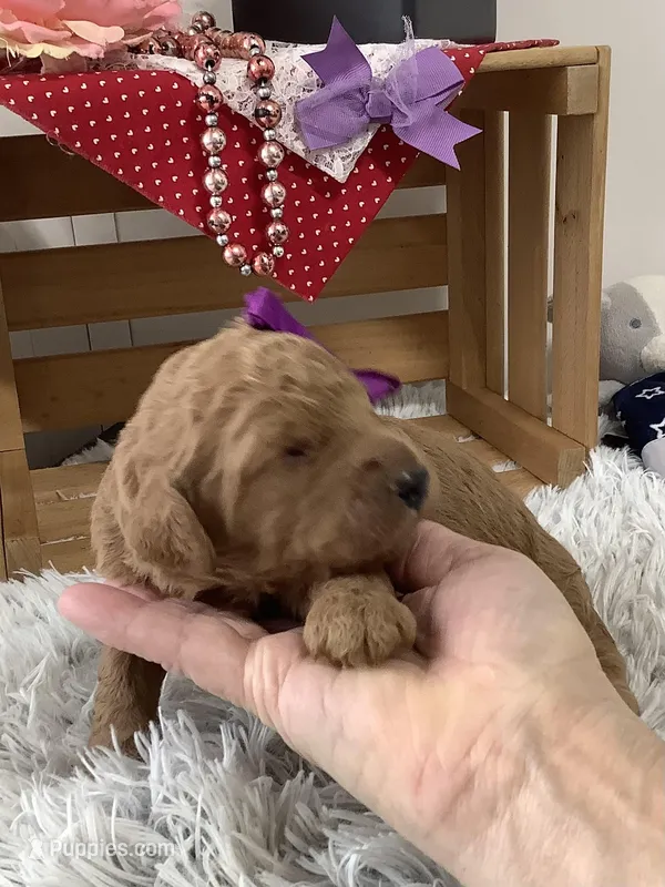 Connie F1b  standard 