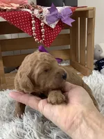 Connie F1b  standard , a female Goldendoodle for sale in Baltic, OH – Photo 1 of 8