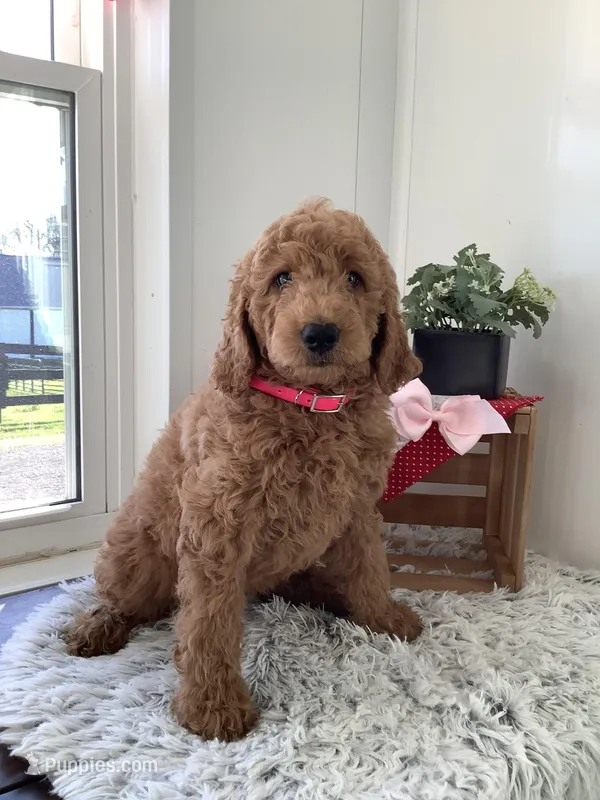 Connie F1b  standard  – Goldendoodle puppy for sale in Baltic, OH