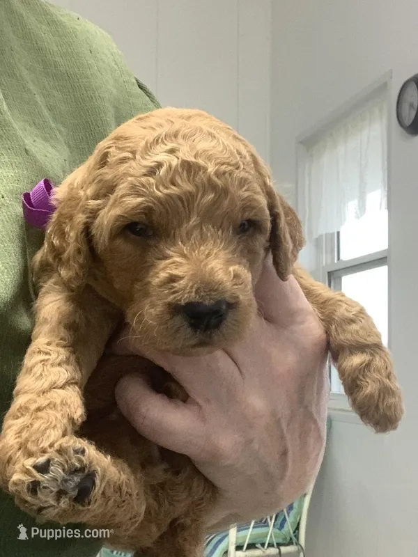 Connie F1b  standard  – Goldendoodle puppy for sale in Baltic, OH