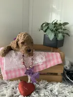 Connie F1b  standard , a female Goldendoodle for sale in Baltic, OH – Photo 4 of 6