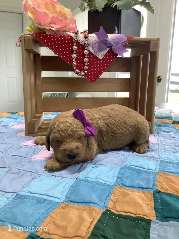 Connie F1b  standard  – Goldendoodle puppy for sale in Baltic, OH